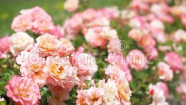 花园里的<strong>粉色玫瑰</strong>和绿色灌木丛